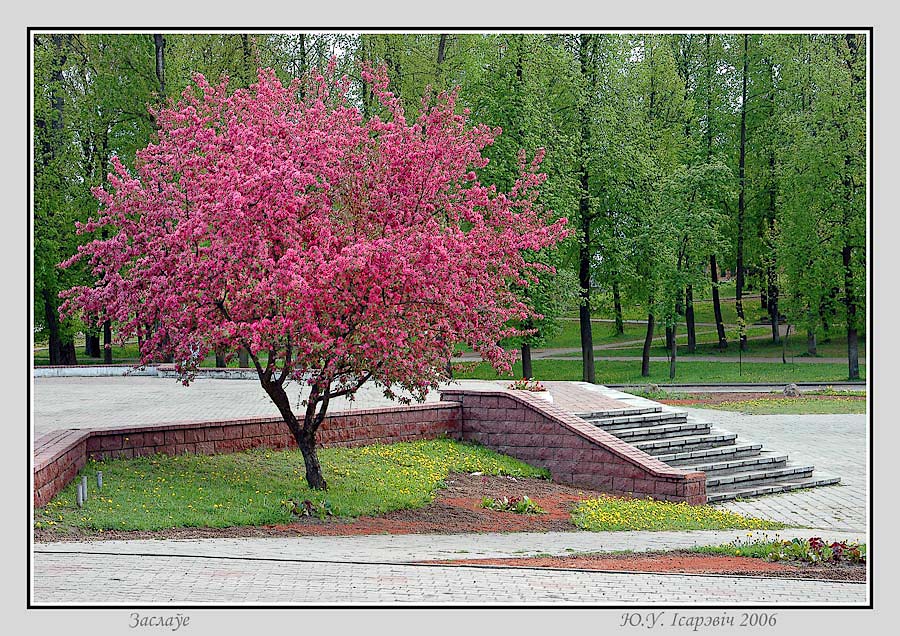 Чырванокветная яблыня