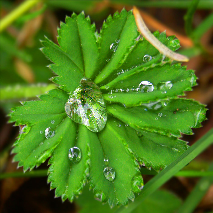 После дождя