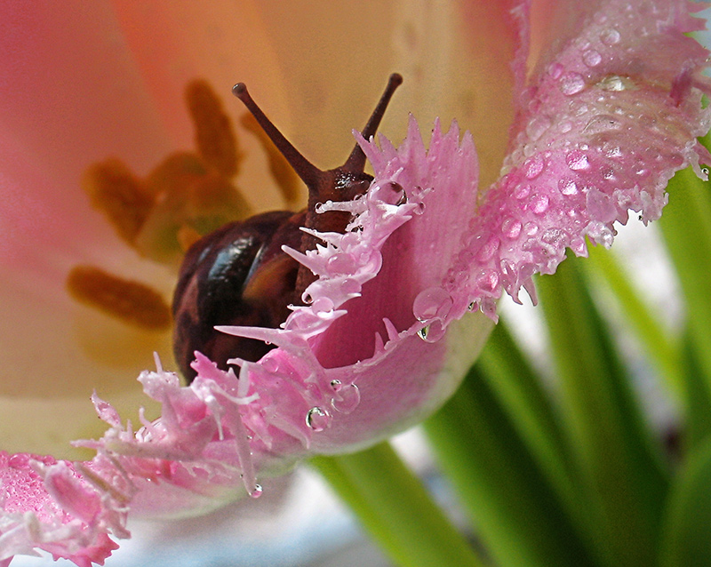 гламурная ситуация