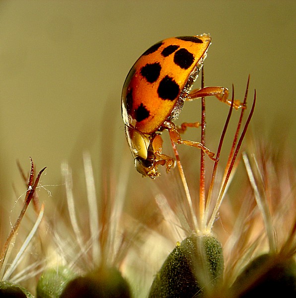 безумству экстремалов поем мы песню!..