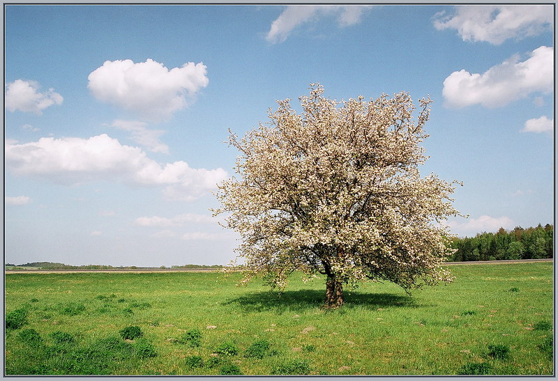 про дикую  грушу