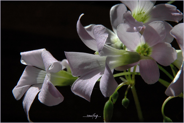 Сакура отцвела,за ней отцветает и что-то еще