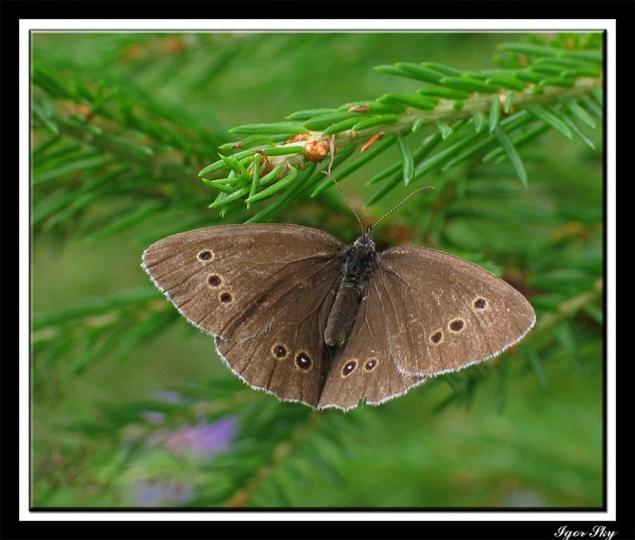 Лесная красавица.