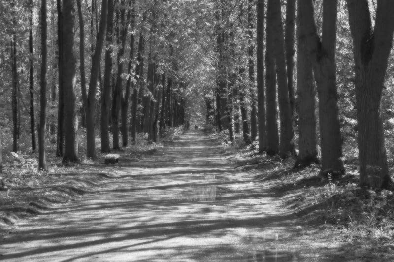 Ритмы ботанического сада