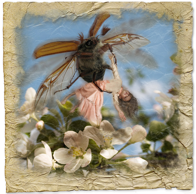 Похищенная майским жуком.