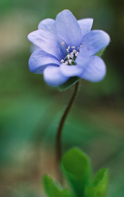 Цьвяточак :-)
