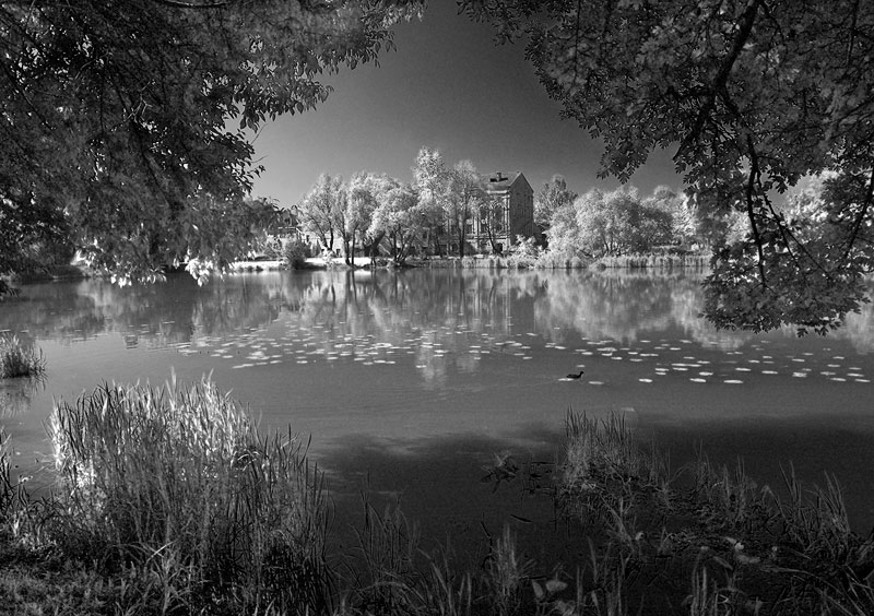 Лошица. Утро #2 (ч/б)