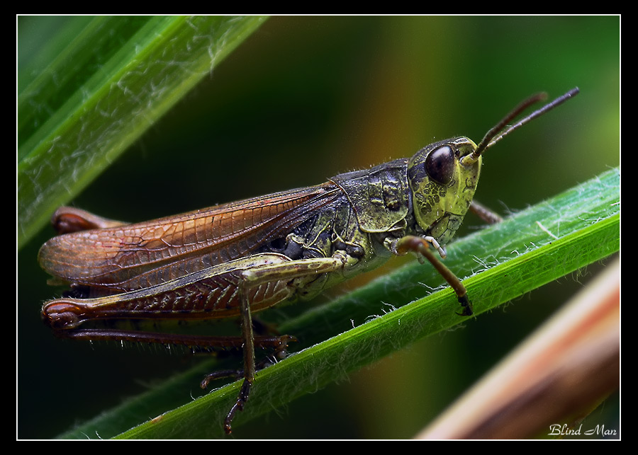 Кобылка для эльфа...