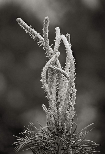 распальцовачка:)