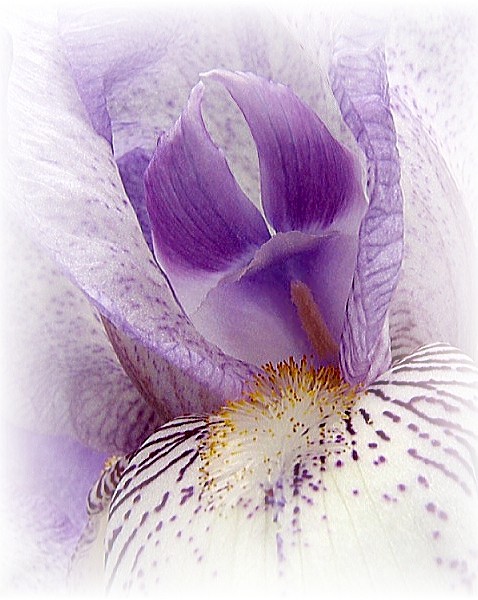 дзе праводзіць летнія вакацыі сьнежная каралева..