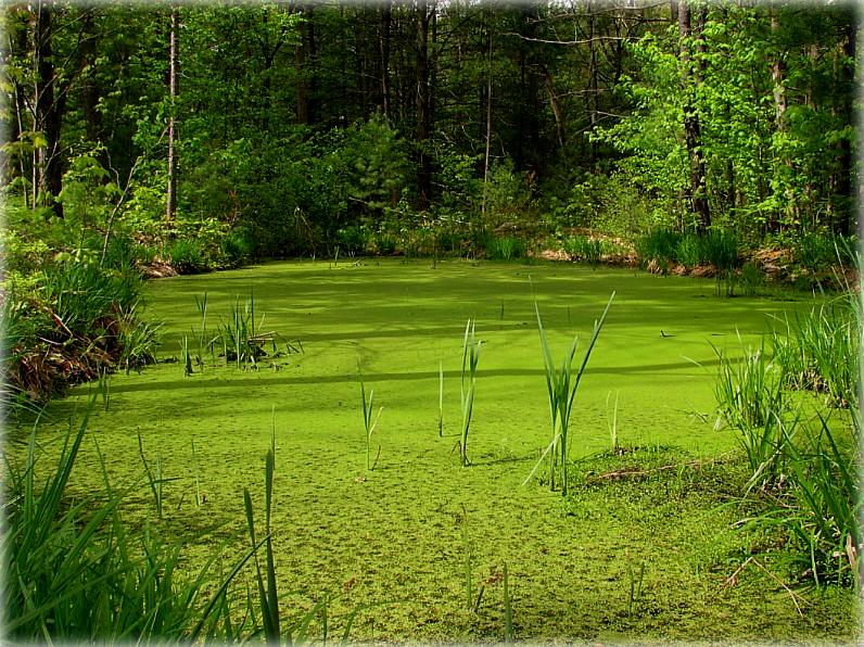 пра любімы колер кікімары