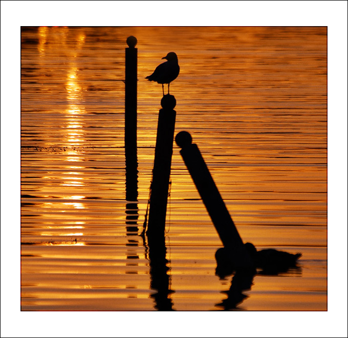 Знойная скука...