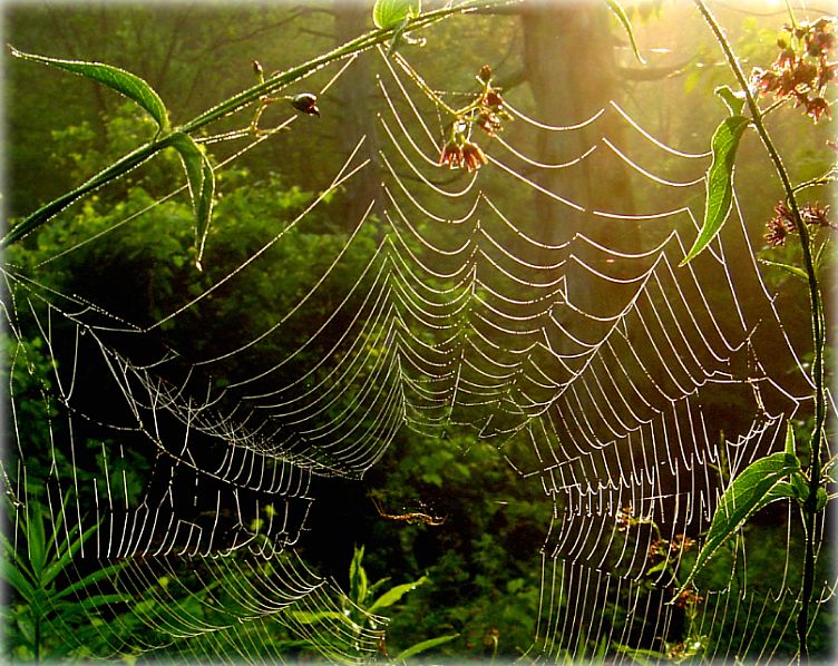 купальская