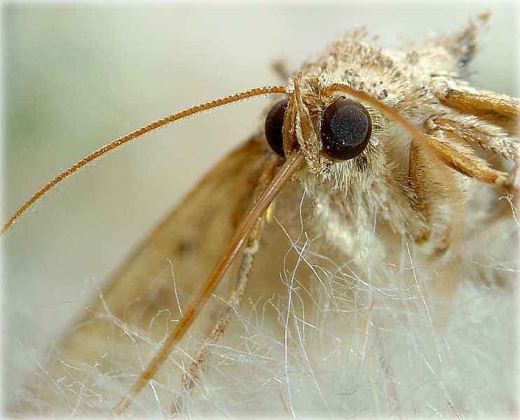 вусы.. вочы... хобаты!