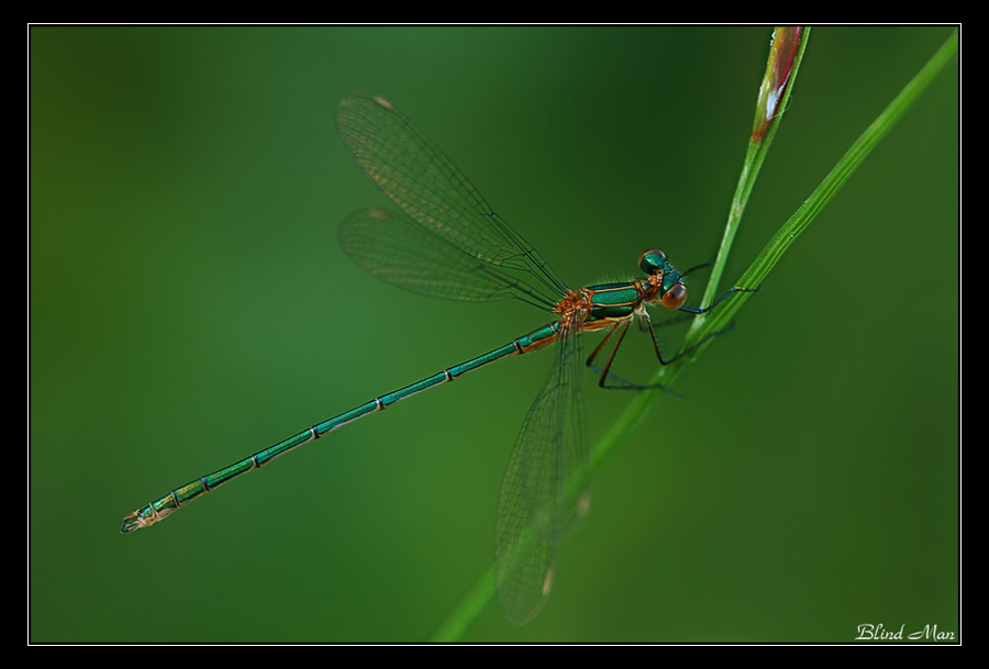 Тонкие зеленые линии...