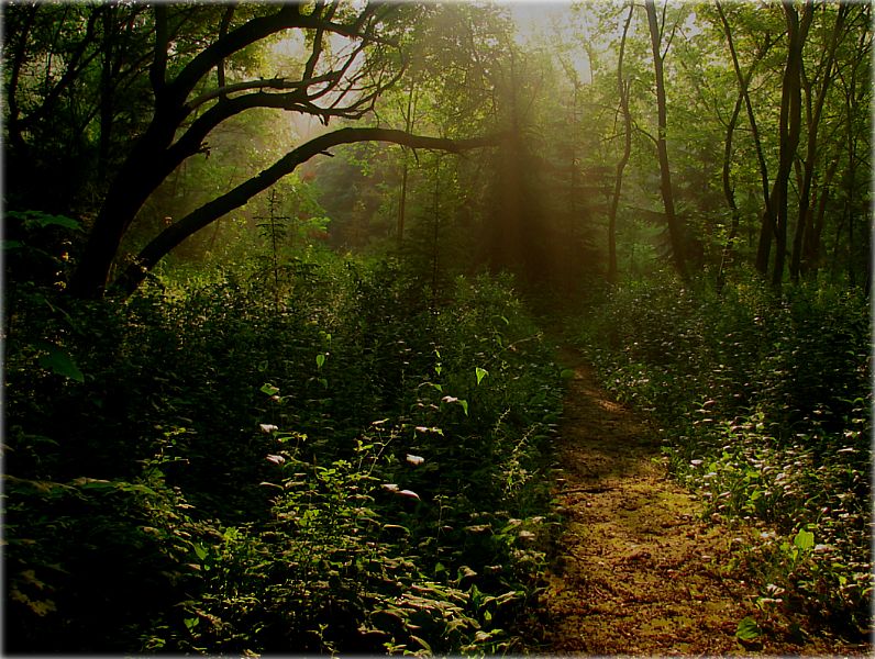 за папараць-кветкай