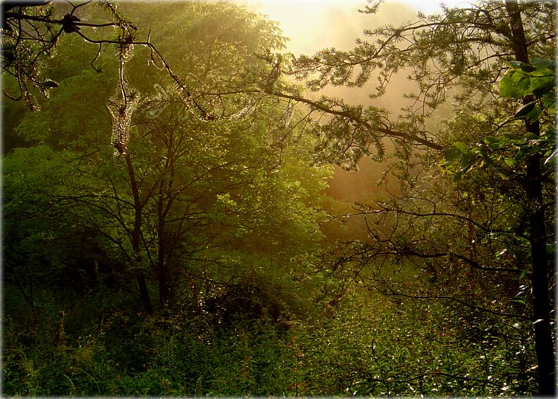 папараць-кветку не сустракали?..