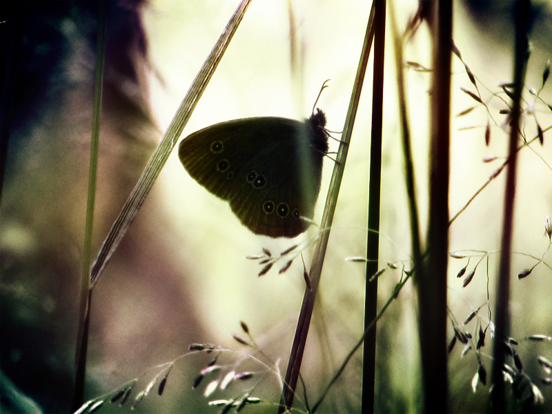 эффект бабочки