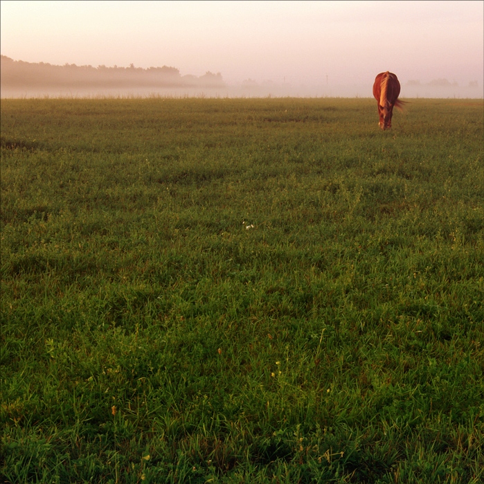 пра коныка ... #3