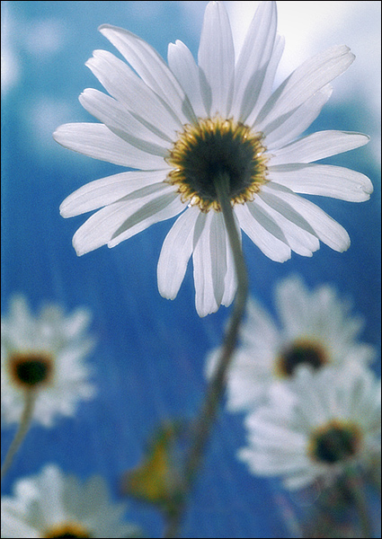 Оппа... ЛЕТО!