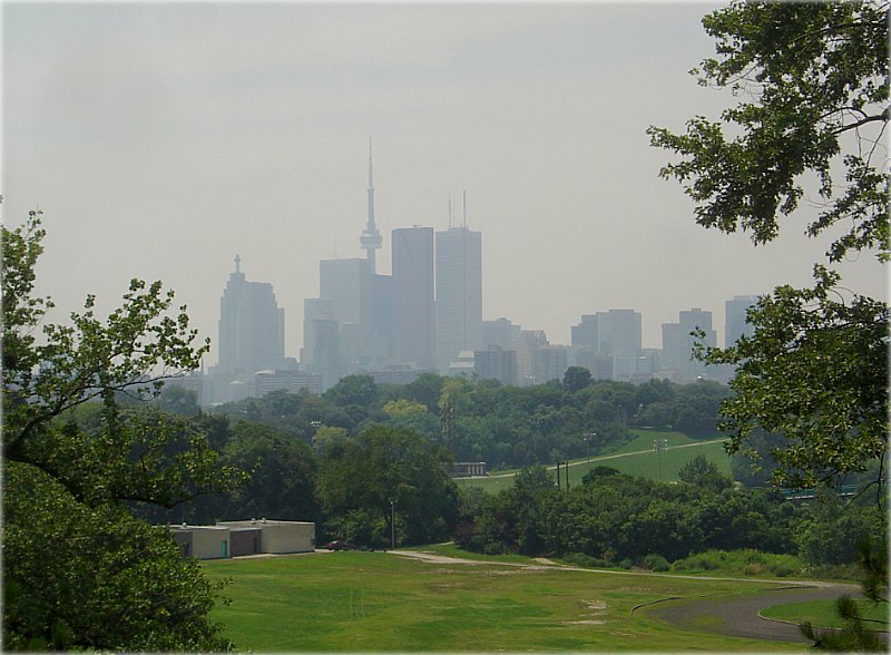 Таронта летні, сьпякотнае марава