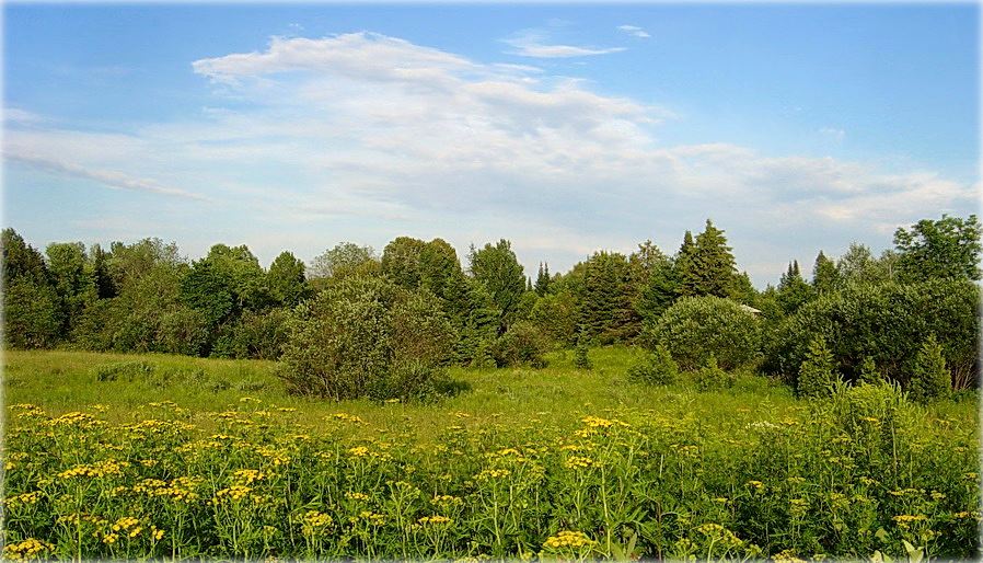 ліпень колеру піжмы