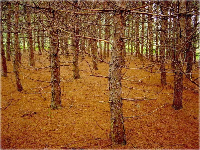 ..мой цень туляўся ля бязгнёздых дрэў..