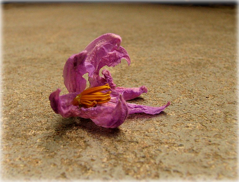 скончаны баль..