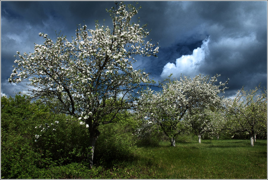 Цветущий май #1