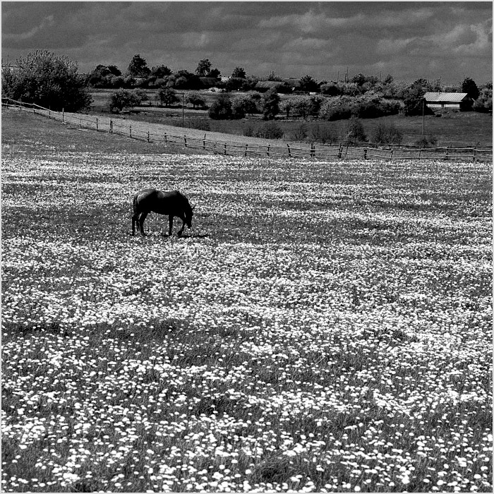 Цветущий май #2