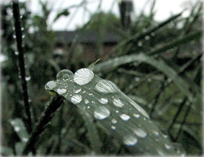 ледзь-ледзь золак