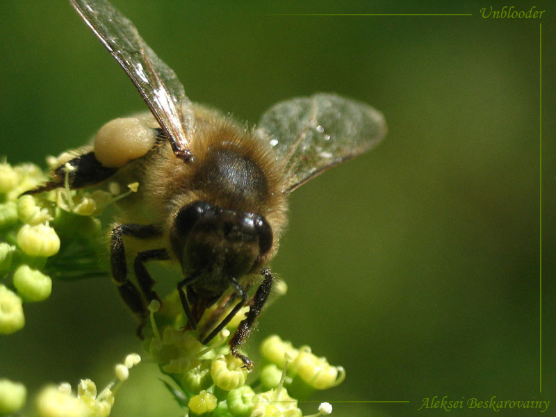 Diese süßen Nektar