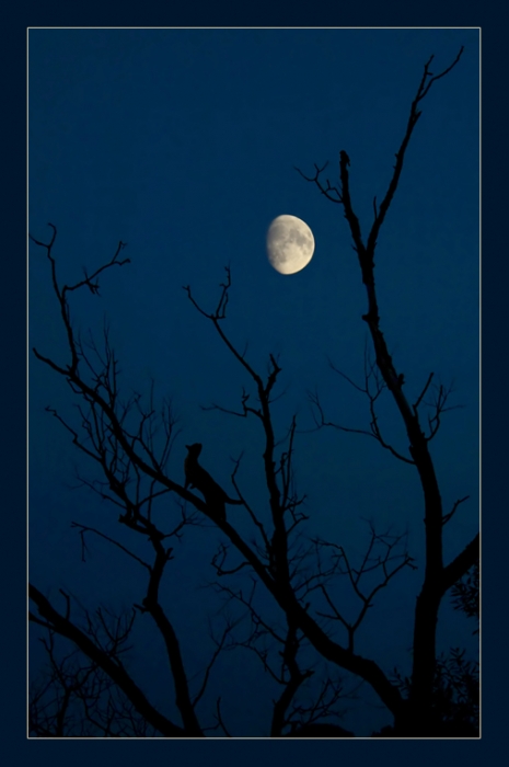 Дикая охота кота Остапа...