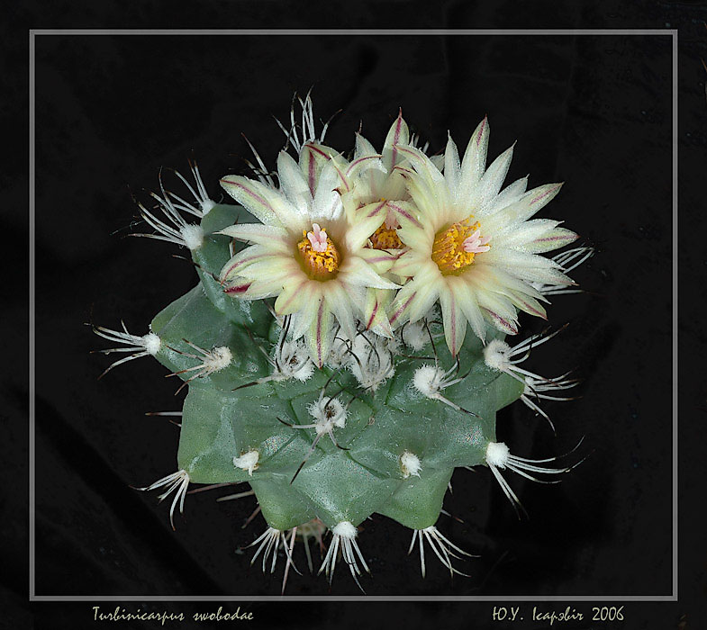 Turbinicarpus swobodae