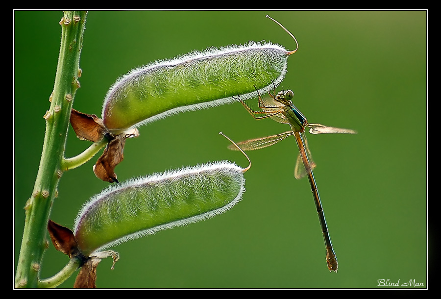 Принцесса на бобах :)