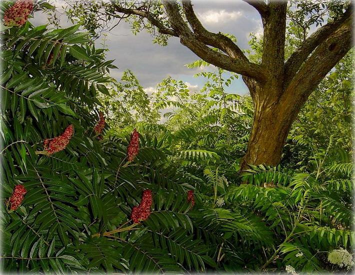 гэтае дзіўнае слова 