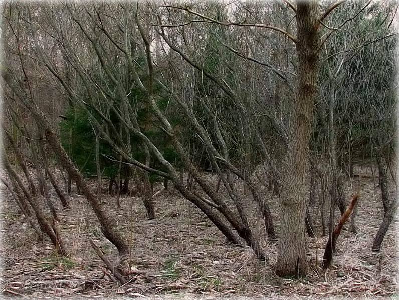 заблудзіцца ў сумaчніку..