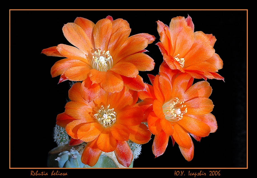 Красный день календаря