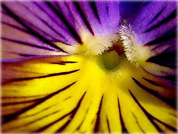 анюціна вока  ..:)