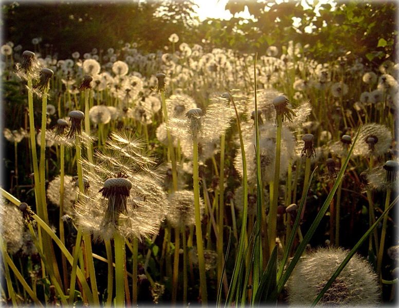 запомніце нас такімі