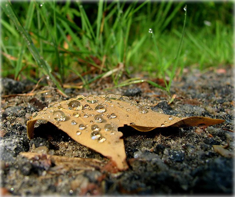 я ведаю, што лісьце ападзе, але пакуль ня думаю пра гэта..