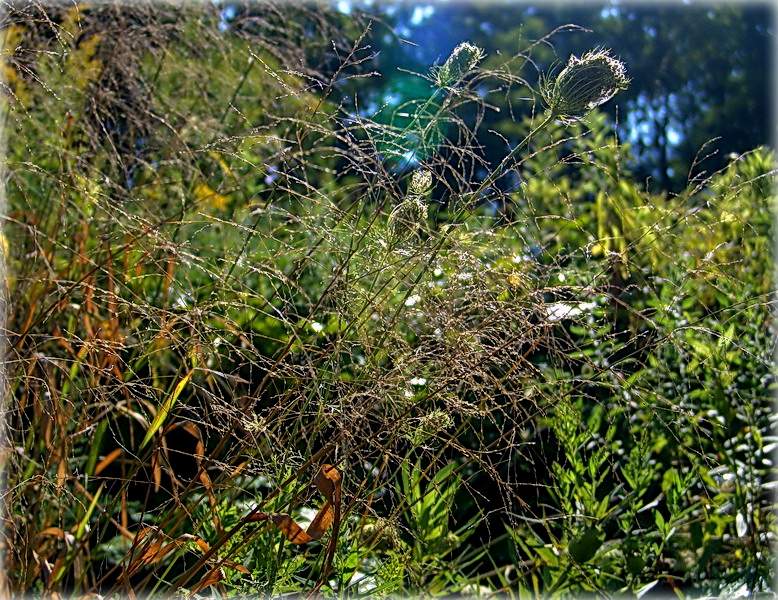 на звонкай ноце лета