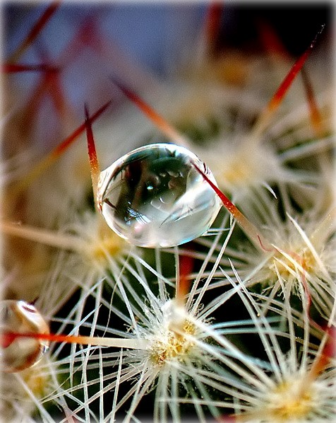 далікатнасьць колкасьці