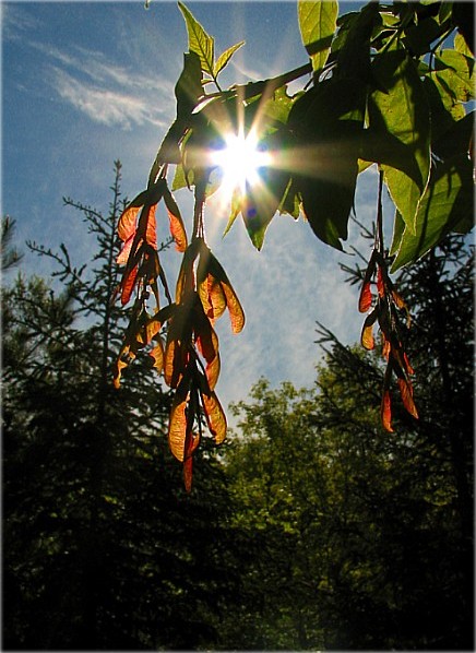 водар кляновы..
