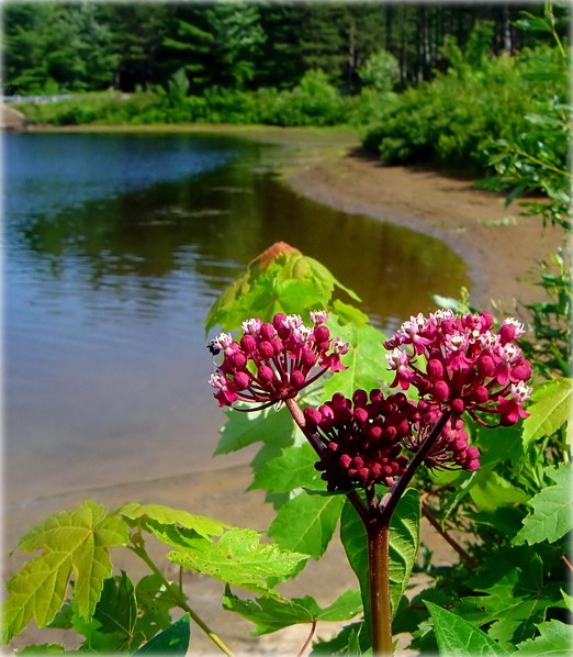 лета было ... !