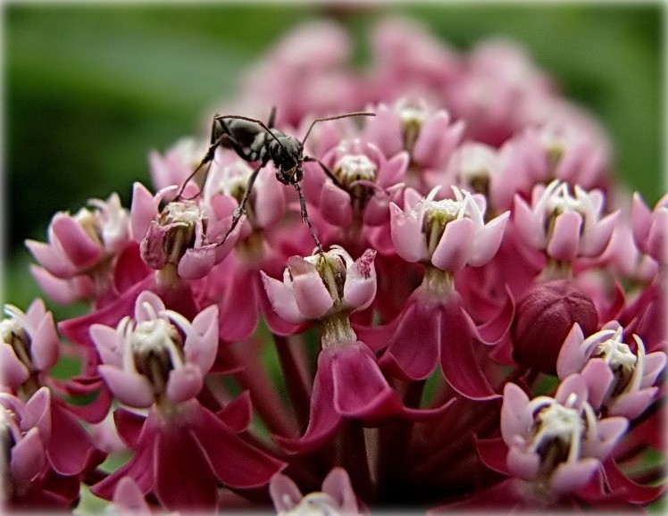 ...сейчас я упаду!