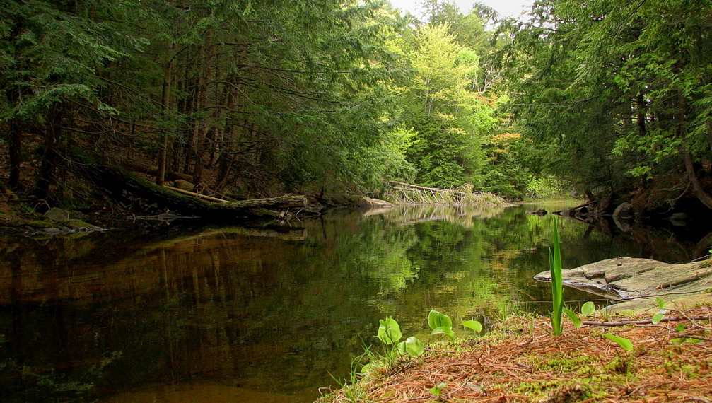 шэпат безназоўнай ручаіны .2