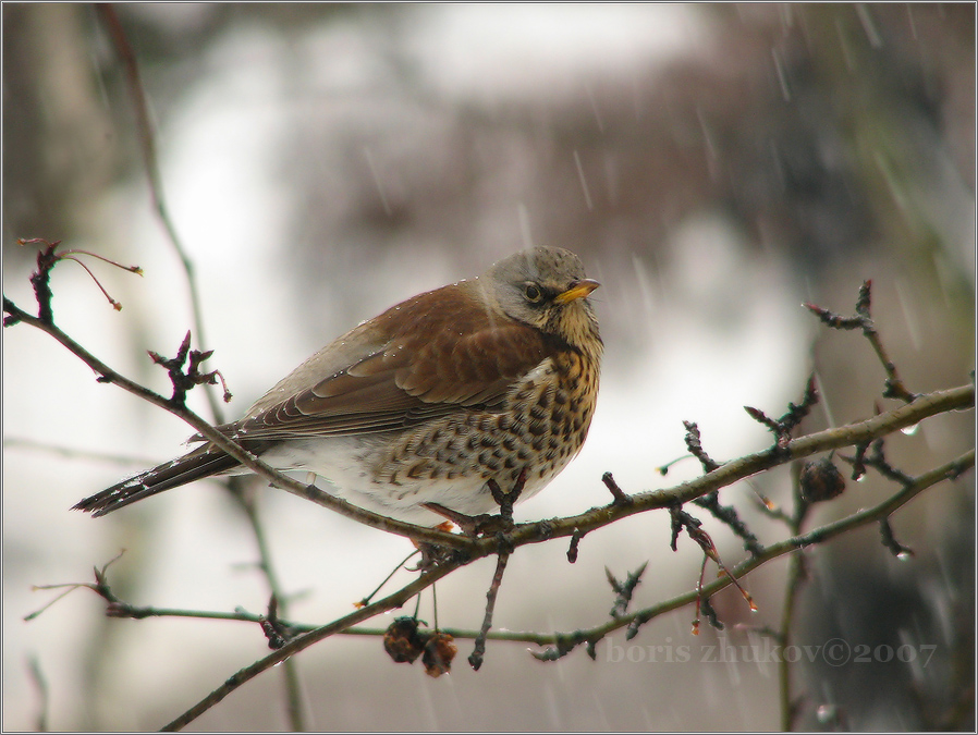 тоска по весне