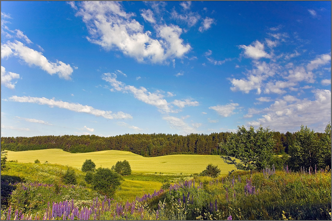 Овраг и поле - день чудесный