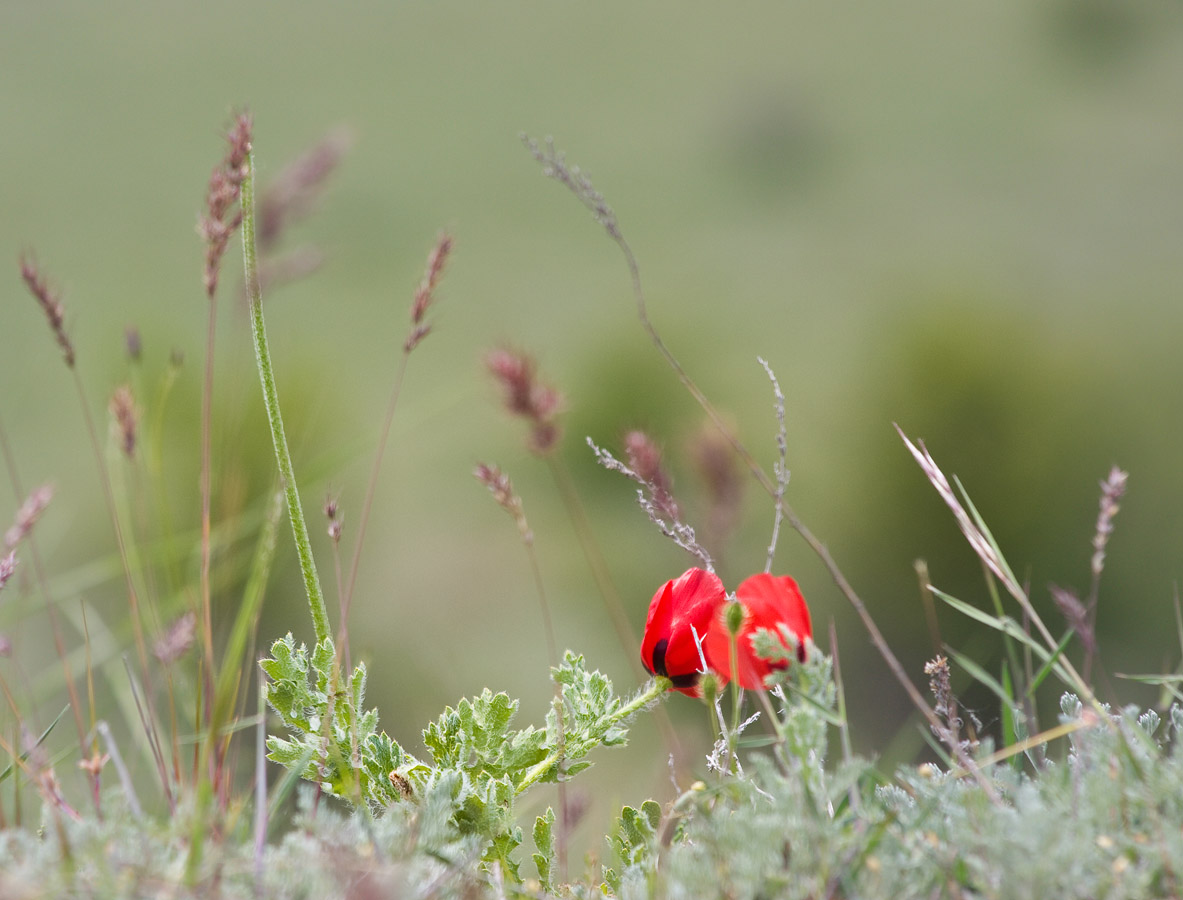 Весенняя открытка
